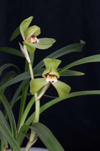 Cymbidium tortisepalum FH Bi Long Yu Su AM/AOS 81 pts.